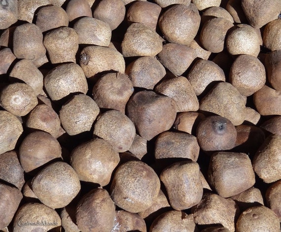 50 grams of Doum palm seeds (Hyphaene coriacea) or approximately 6 raw, dry seeds to slice, sculpt or polish.