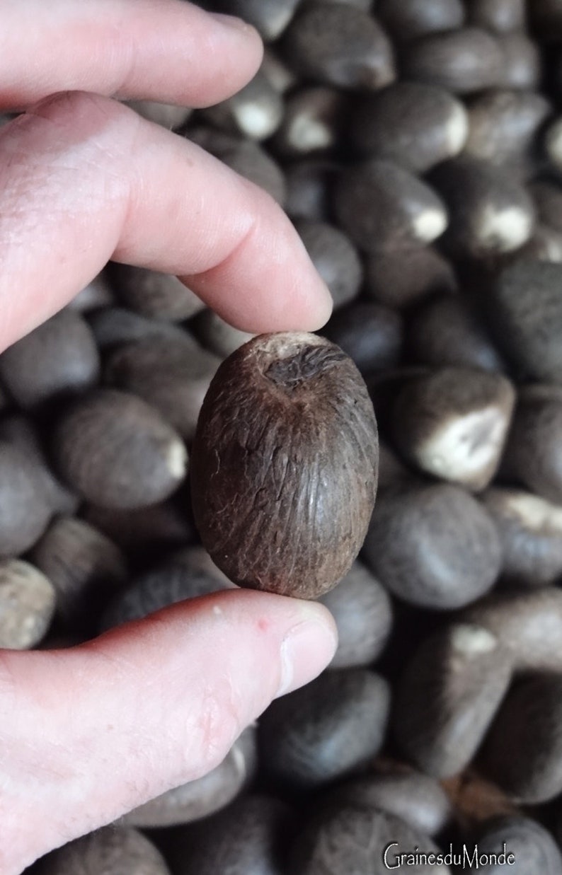 50g of Small-sized Vegetable Ivory or Raw Tagua (phytelephas Sp ...