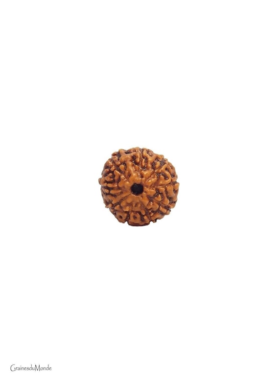 Rudraksha 9 Mukhi, natural color, 16mm diameter, 12mm thickness