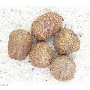 50 gram doumpalmsfrön (Hyphaene coriacea), dvs. 4 råa och torkade frön att skiva, snida eller polera. bild 2