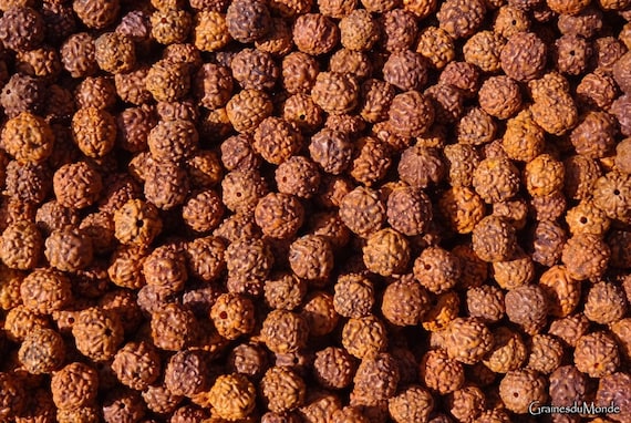 25 grammes of small  Rudraksha (Elaeocarpus ganitrus) about 76 seeds, 9mm in diameter, 5/6Mukhi