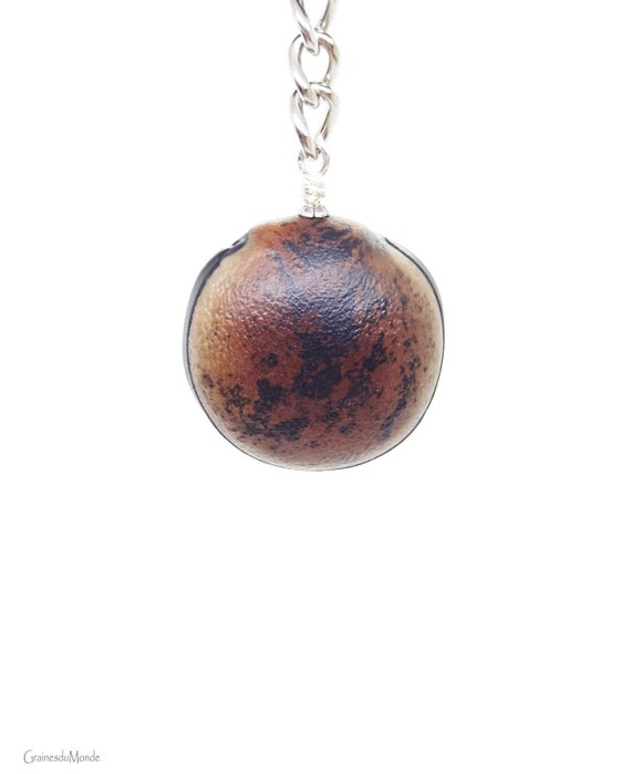 Bull's eye key chain, remarkable seed of Mucuna urens harvested in West indies