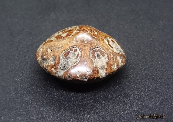 Paldao seed (Dracontomelon dao) finely polished on both sides, harvested in Thailand
