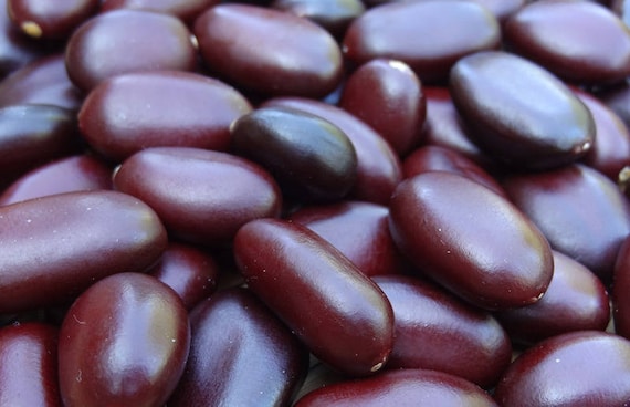 50 grams of courbaril seeds (Hymenaea courbaril) or about 15 seeds, glossy, not pierced