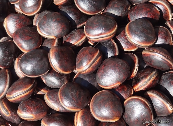50 grams of bull's eye (Dioclea megacarpa) about 6 seeds, not pierced, harvested in Guadeloupe