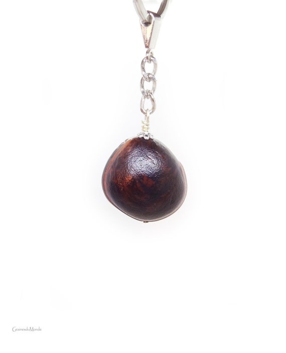 Bull's eye key chain, remarkable seed of Macropsychanthus megacarpus harvested in the West Indies
