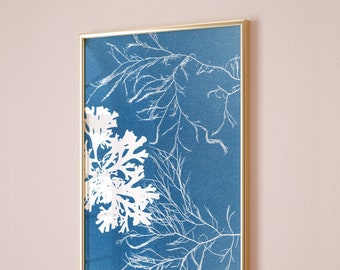 British Seaweed Art Print | FREE SHIPPING | Cyanotype seaweed impressions. Perfect gift for ocean lovers or a Something Blue wedding gift.