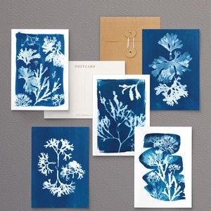 Postkarten Set Seaweed Seaweed, unbedruckt, mit Umschlägen. Grußkarten, Mini Wand Kunst oder Geburtstagsgeschenk. Packung mit 5 Cyanotypie-Kunstpostkarten. Hergestellt in Großbritannien
