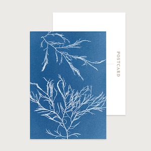 Postkaarten kustkunst set van 10 | GRATIS VERZENDING | Sifonwiet | Perfect als bedankbriefje | Perfect cadeau voor schrijvers | Elke gelegenheid | Blanco