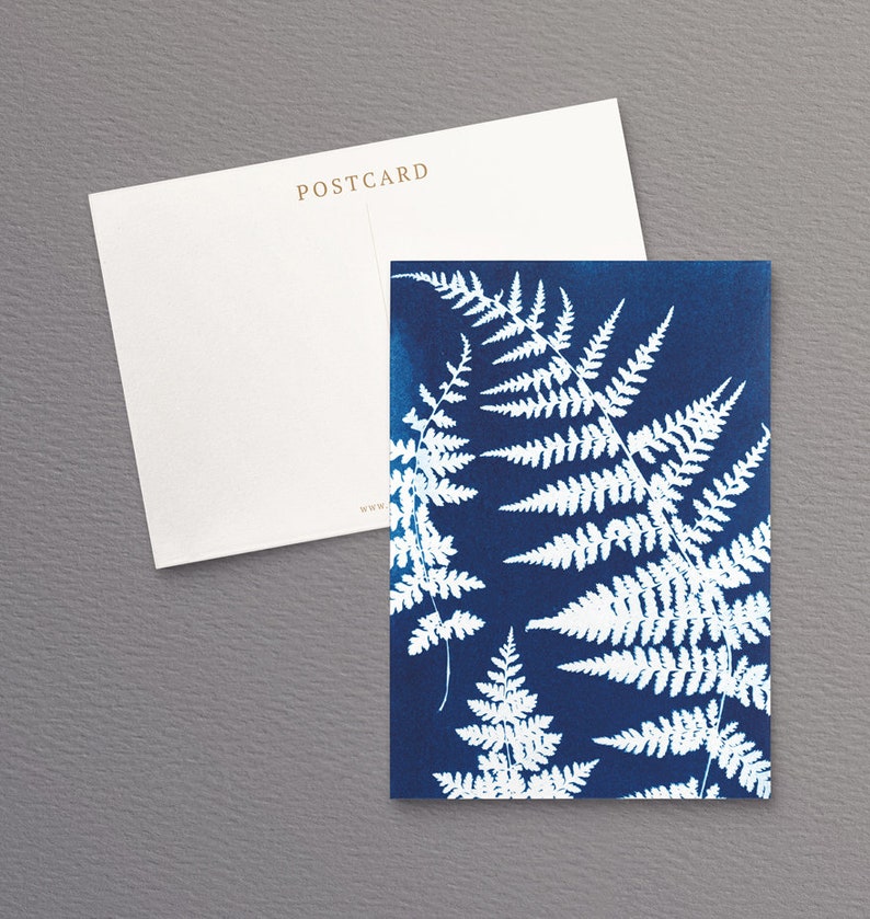 British Ferns Postcards FREE SHIPPING Perfect as Thank you Notes or Wall Art Botanical Cyanotypes Gift for Writers Pack of 5 image 2
