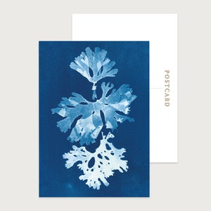 Küstenkunst Postkarten 10er Set | Blau-Cyanotypie | Perfekte Dankesnotizen und ein perfektes Geschenk für Schriftsteller oder Freunde Jeden Anlass | Blank