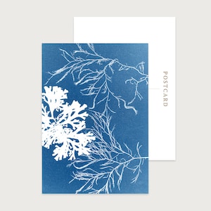 Coastal Art Postkarten 10er Set, Fächer & Siphon Algen Cyanotypie, Perfekt als Dankeschön, Notizen und Geschenke für jeden Anlass. KOSTENFREIER VERSAND.