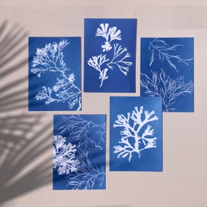 Kunst Postkarten Bundle, Cyanotypie Postkarten Set blank, Nachrichtkarten, Mini Wand Kunst oder Geburtstagsgeschenk, 5er Pack.