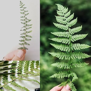 British Ferns Postcards FREE SHIPPING Perfect as Thank you Notes or Wall Art Botanical Cyanotypes Gift for Writers Pack of 5 image 8