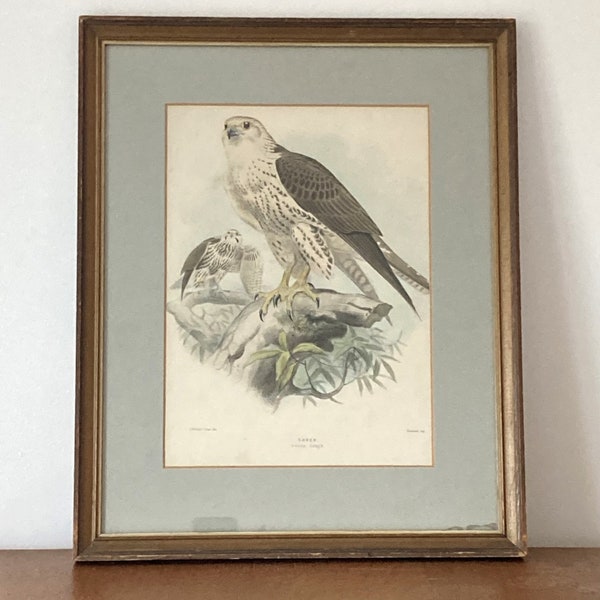 Cadre lithographie de Joseph Wolf, Saker Falco Sacer ( Faucon ) 1820-1899