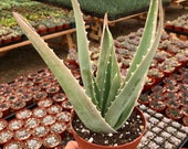 Aloe Vera Medicinal Live Plant various sizes