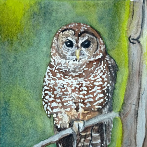 Northern Spotted Owl Fine Art Watercolor Print by Ashley Nelson