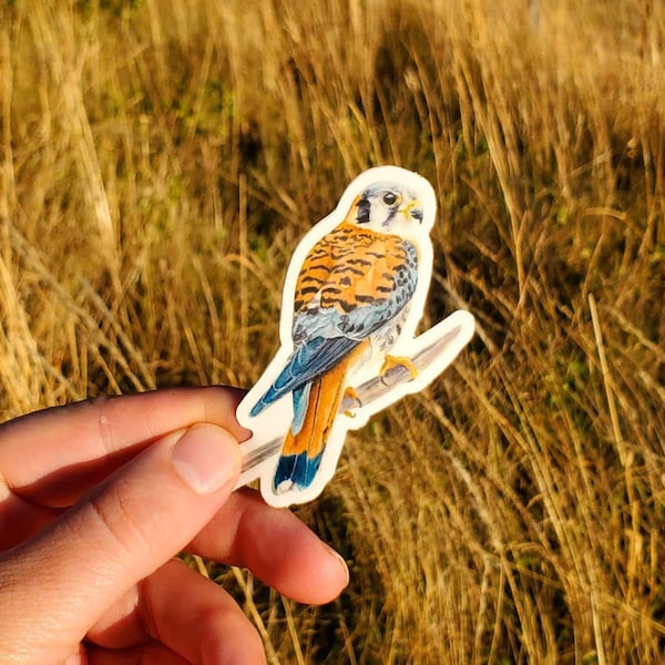 Kestrel Vinyl Sticker by Ashley Nelson