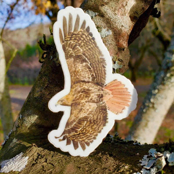 Red Tailed Hawk Vinyl Sticker by Ashley Nelson