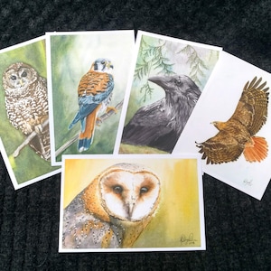 Birds of Prey Postcard Pack, fine art Postcards by Ashley Nelson