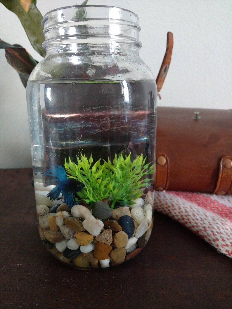 fish jar betta fish