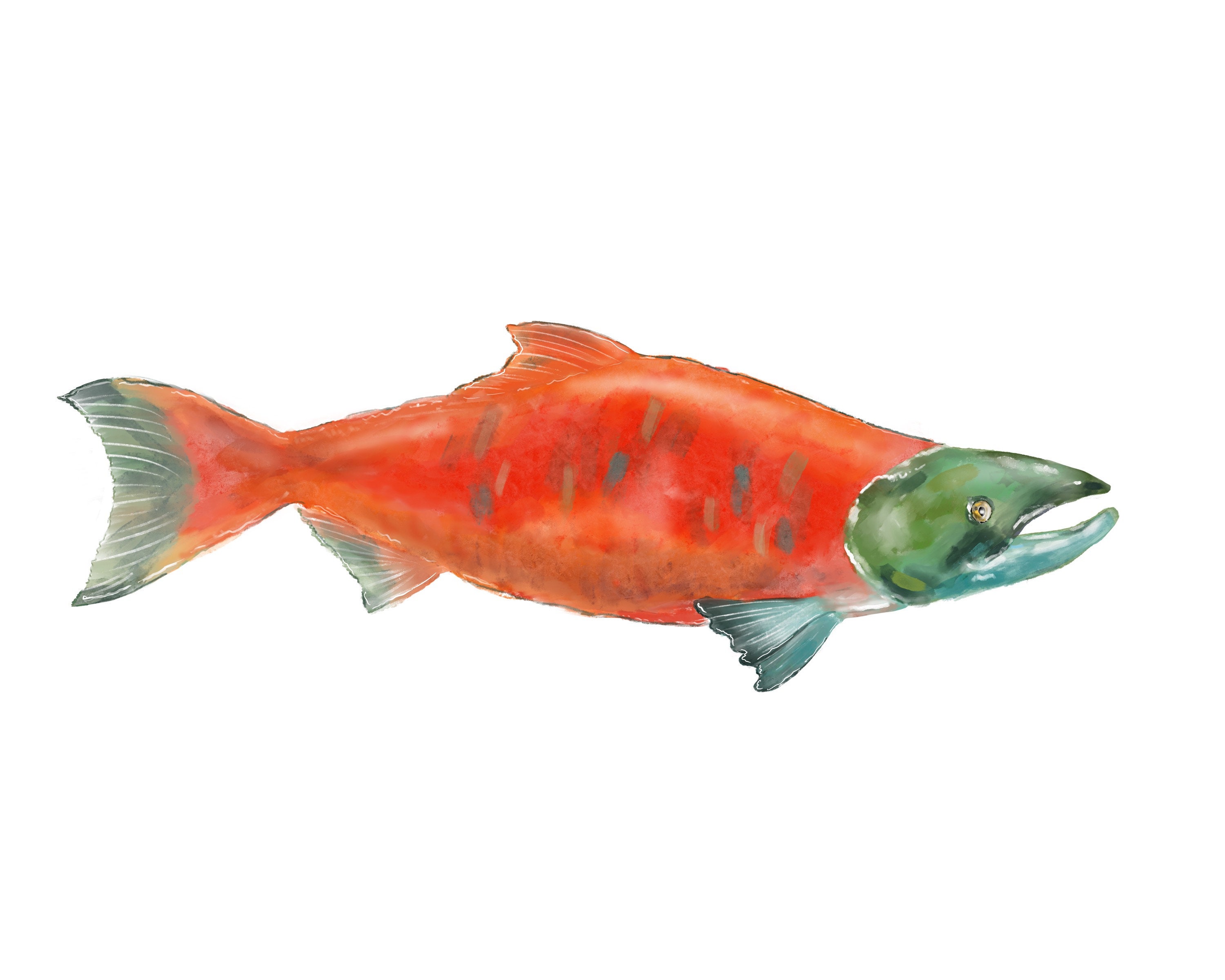 Sockeye Salmon Drawing