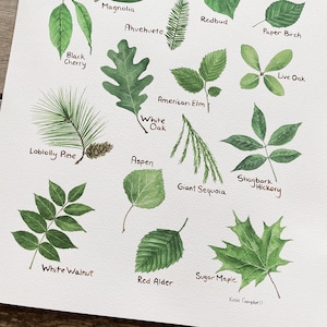 K&ouml;nnte beinhalten: Aquarellmalerei verschiedener Baumbl&auml;tter, darunter Schwarzkirsche, Wei&szlig;eiche und Zuckerahorn. Jedes Blatt ist mit seinem Namen in handschriftlicher Schrift beschriftet. Die Signatur der K&uuml;nstlerin, "Katie Campbell", befindet sich unten rechts.