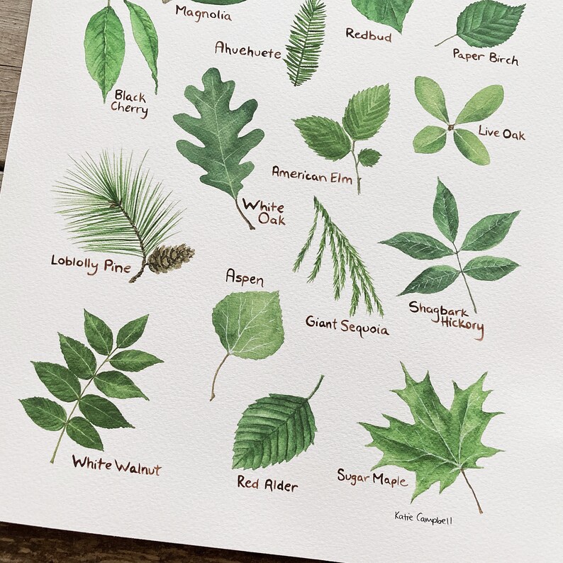 K&ouml;nnte beinhalten: Aquarellmalerei verschiedener Baumbl&auml;tter, darunter Schwarzkirsche, Wei&szlig;eiche und Zuckerahorn. Jedes Blatt ist mit seinem Namen in handschriftlicher Schrift beschriftet. Die Signatur der K&uuml;nstlerin, "Katie Campbell", befindet sich unten rechts.