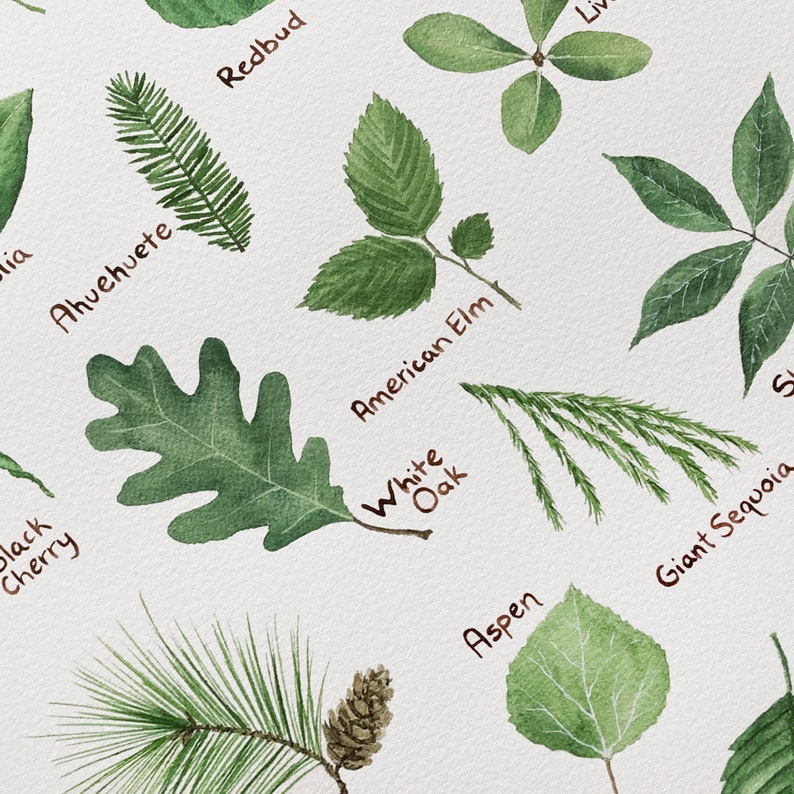 K&ouml;nnte beinhalten: Aquarellillustration verschiedener Bl&auml;tter und eines Kiefernzapfens, darunter Redbud, Amerikanische Ulme, Wei&szlig;eiche und Zitterpappel. Jedes Blatt ist mit seinem Namen in handschriftlicher Schrift auf wei&szlig;em Hintergrund beschriftet.