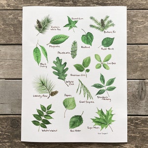 green leaves labeled by their species, arranged on a white background