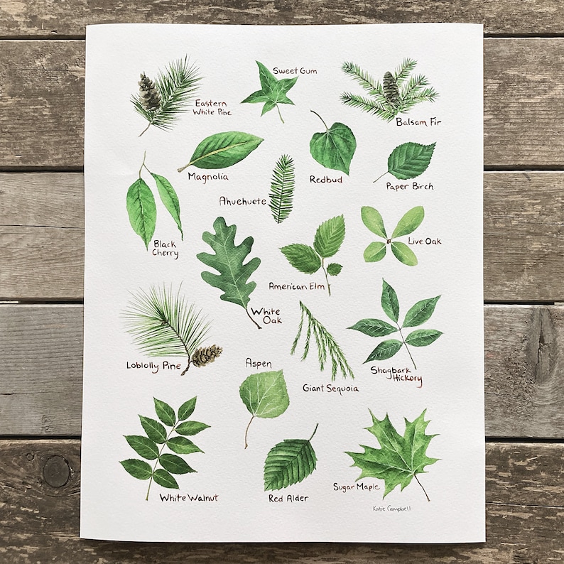 green leaves labeled by their species, arranged on a white background