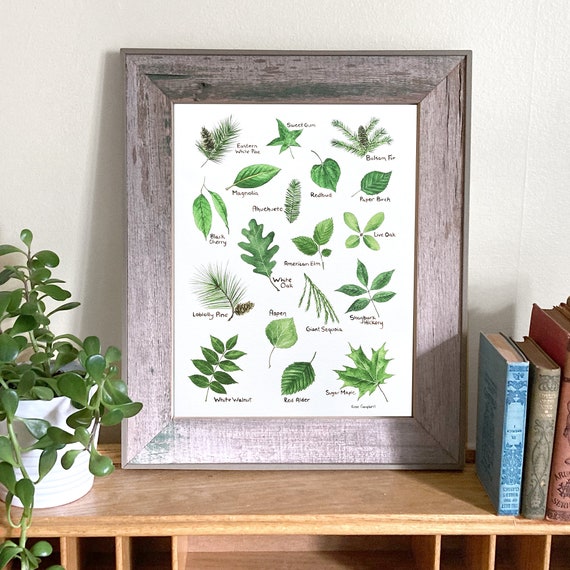 Trees of North America Art Print, Watercolor Leaves Poster