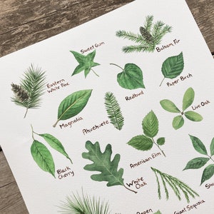 K&ouml;nnte beinhalten: Aquarellillustration verschiedener Bl&auml;tter und Kiefernnadeln, darunter Sweet Gum, Eastern White Pine, und Black Cherry. Jedes Blatt ist mit seinem Namen in handschriftlicher Schrift beschriftet. Das Kunstwerk befindet sich auf wei&szlig;em Papier.