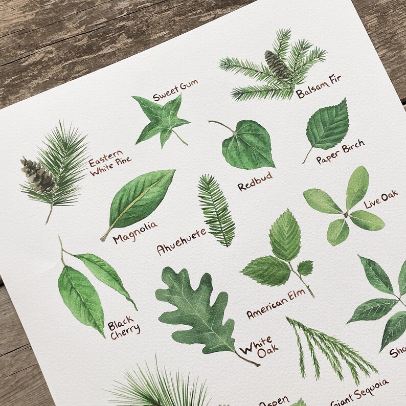 K&ouml;nnte beinhalten: Aquarellillustration verschiedener Bl&auml;tter und Kiefernnadeln, darunter Sweet Gum, Eastern White Pine, und Black Cherry. Jedes Blatt ist mit seinem Namen in handschriftlicher Schrift beschriftet. Das Kunstwerk befindet sich auf wei&szlig;em Papier.