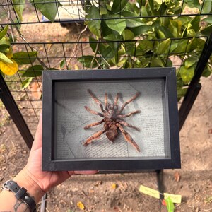 May include: A preserved brown tarantula specimen displayed inside a rectangular black shadow box frame. The spider is mounted against a background of vintage-style printed text on paper, showcasing its eight legs and segmented body structure.