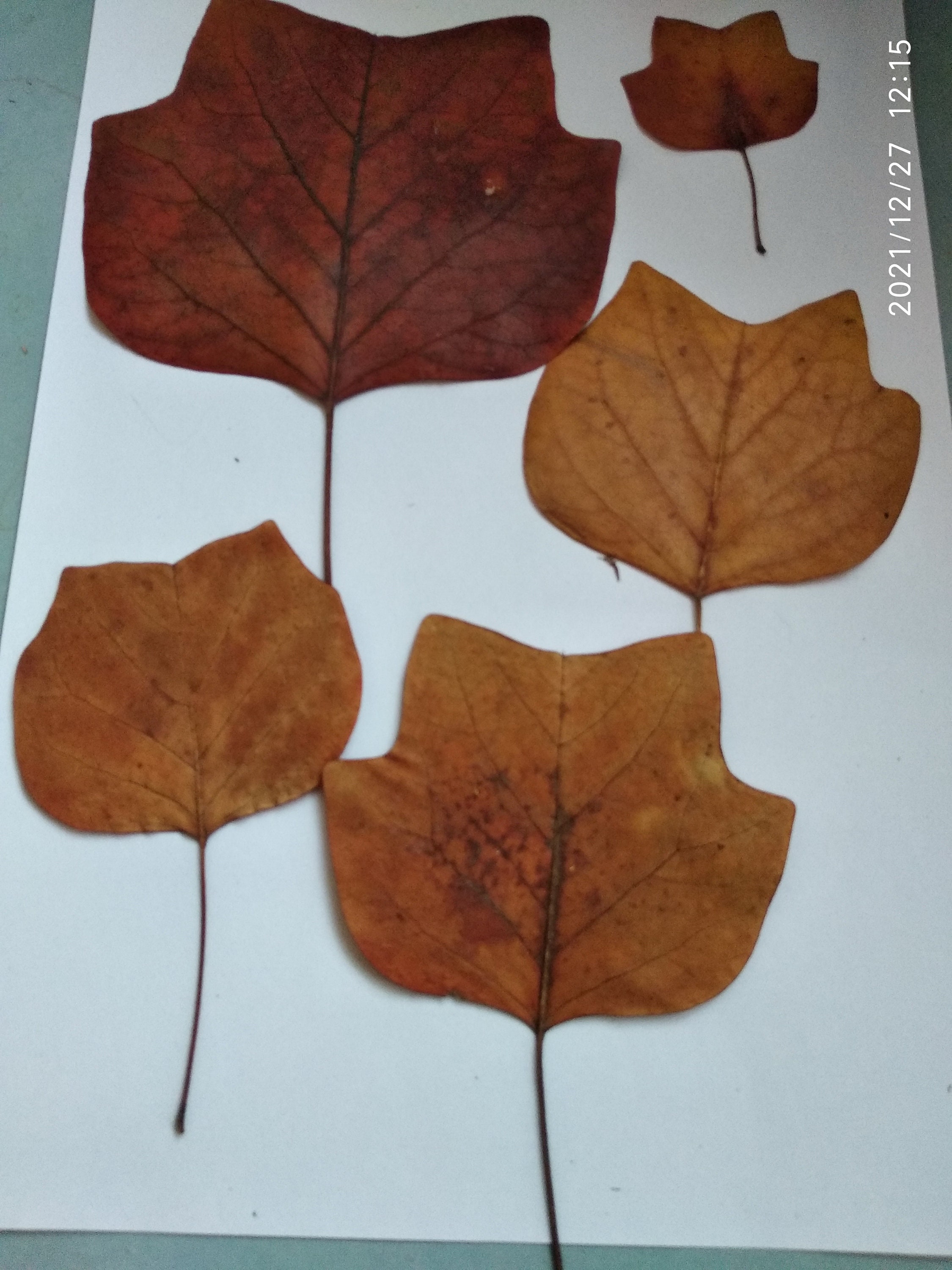 12 Pieces Of Dried Pressed Leaves The Tulip Tree. Lireodendron.