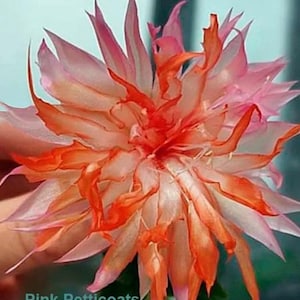 Schlumbergera de flor dupla, variedade rara &quot;Pink Petticoat&quot;. Cortada em dois segmentos SEM RAÍZES.