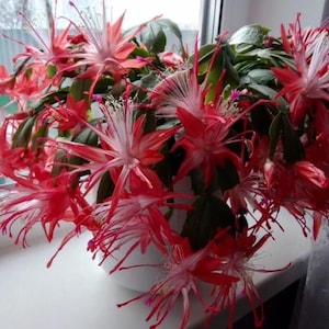 Schlumbergera - Hybride &quot;Chiba spot&quot;. UNE bouture composée de deux segments. SANS RACINES. Cactus de Noël.