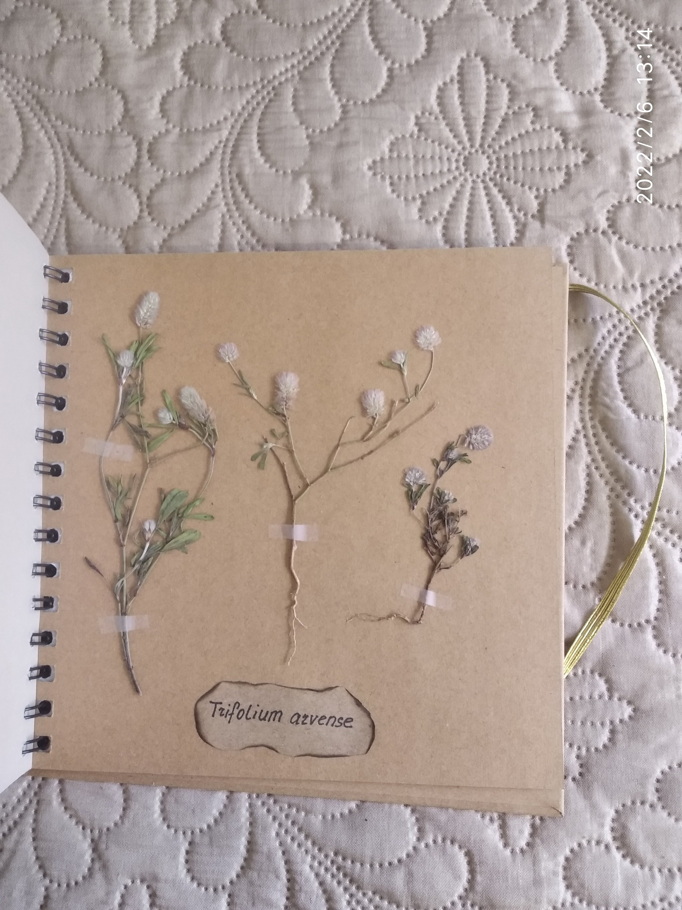 Herbarium-Album - Dry Pressed Plants.