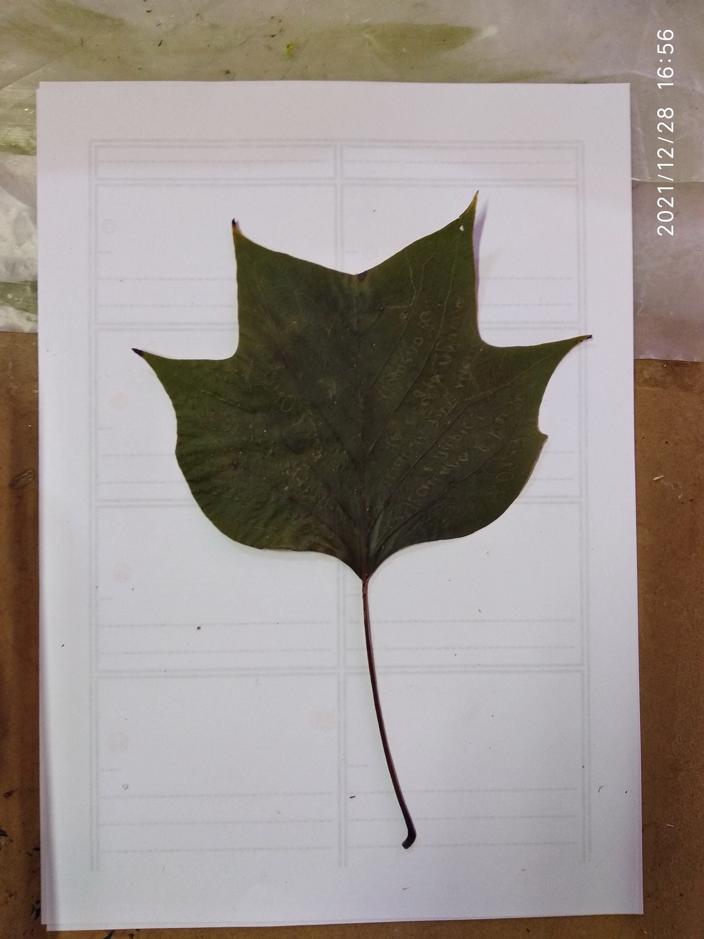 Lot Of 6 Large Dry-Pressed Leaves.