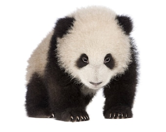 Mignon bébé Animal imprimable pépinière mur Babyshower Panda impression d’Art nouveau pépinière décor imprimable panda pour chambre de bébé imprime sur lit de bébé