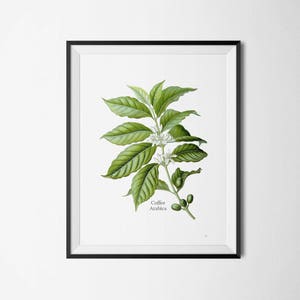 VINTAGE COFFEE PRINT Botanical print of the coffee plant green coffee leaves of coffea arabica kitchen print office print