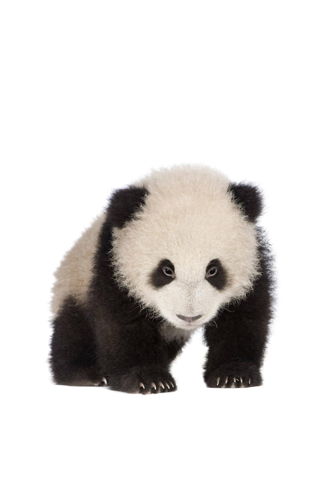 Cute Baby Animal Printable Nursery Wall Art Babyshower Panda Etsy