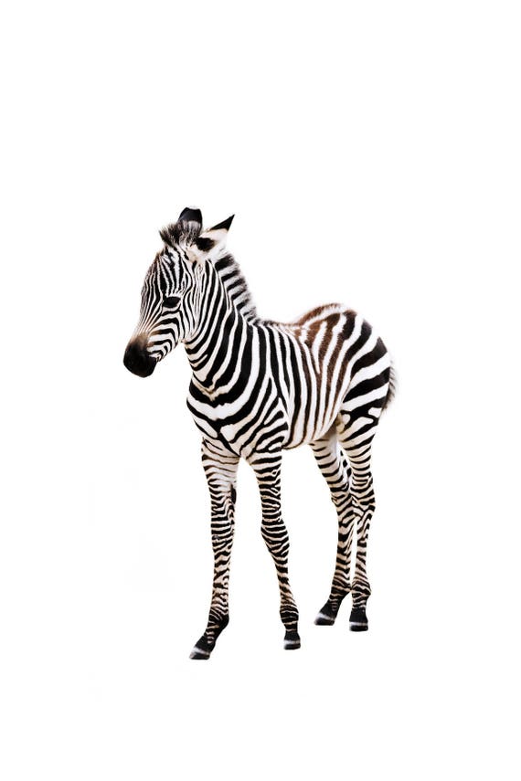 Society6 ケース Zebra by N Design Designart-Black-and-White-