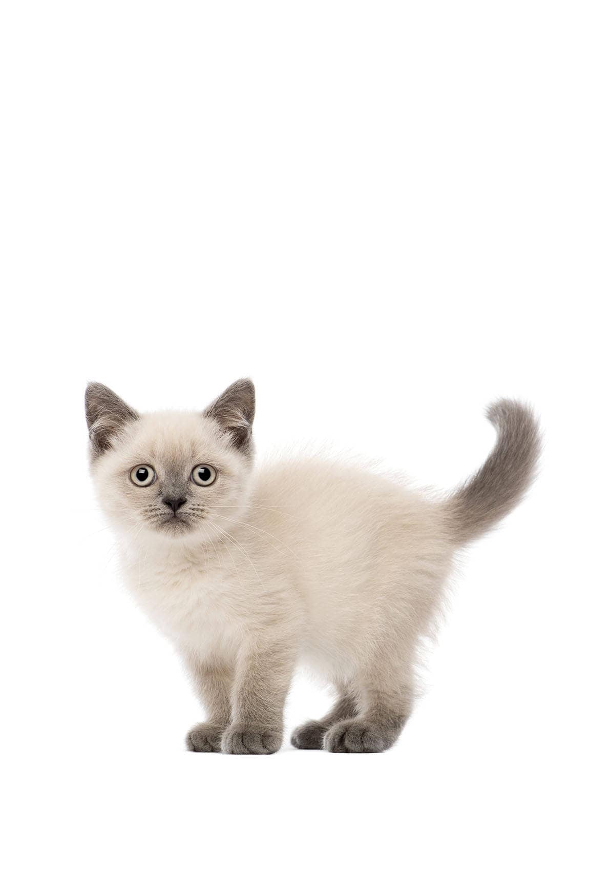 Chaton Siamois Pour Chambre De Bebe Cadeau De Naissance Etsy Canada Chaton Siamois Pour Chambre De Bebe Cadeau De Naissance Etsy Canada