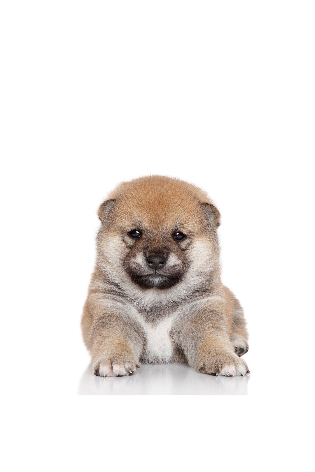 Round Furry Puppy Print for Nursery, Roly Poly Puppy Print for