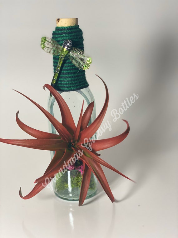 Air Plant Planters Etsy