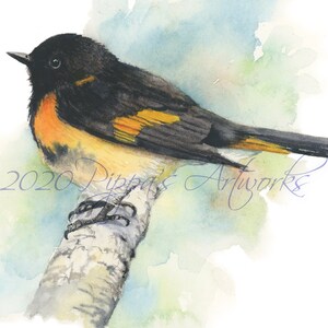 Original Watercolor Print wabler american redstart watercolor Bird Picture Wall Art Wild Bird Picture bird lover gift Watercolor bird