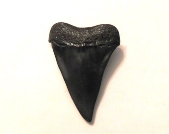 Authentic / Real / Large Carcharodon Hastalis - Mako Shark Tooth For Collecting Or Maybe A Necklace / Great For Men, Women & Definitely Kids