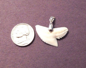 Authentic / Real /  Large Modern White 1  1/16" x 1  3/16"  Tiger Shark Tooth With Bail For  Necklace / For Men, Women & Definitely Kids